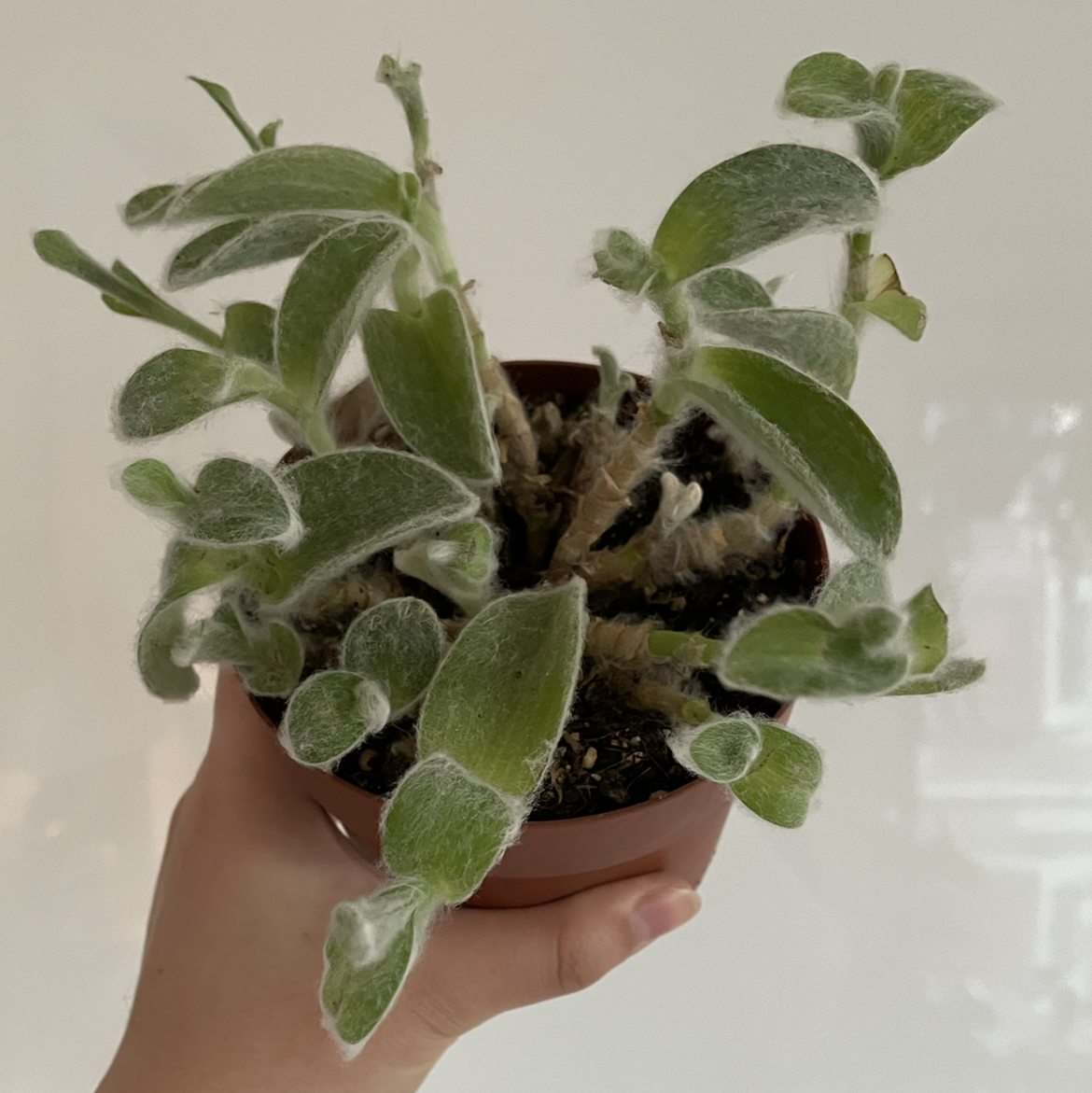 Potted White Velvet plant with fuzzy green leaves, held by a hand.