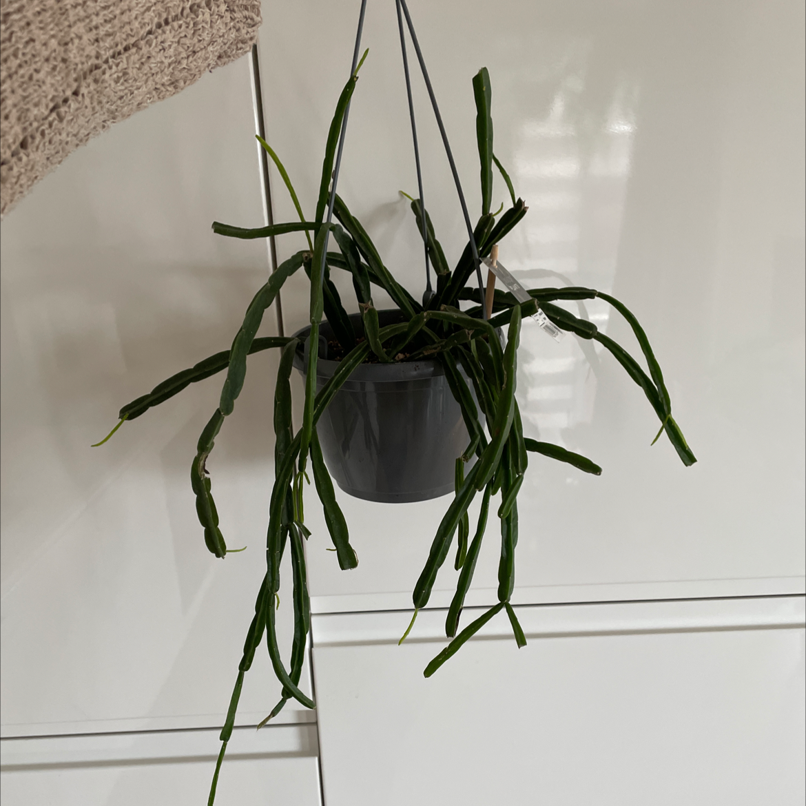 Photo of the plant species Rhipsalis paradoxa by @cerens named Wilko on Greg, the plant care app
