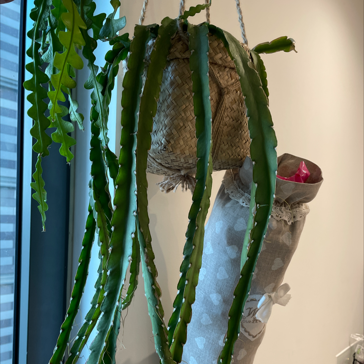 Photo of the plant species Lepismium cruciforme by @cerens named Lepismium cruciforme on Greg, the plant care app