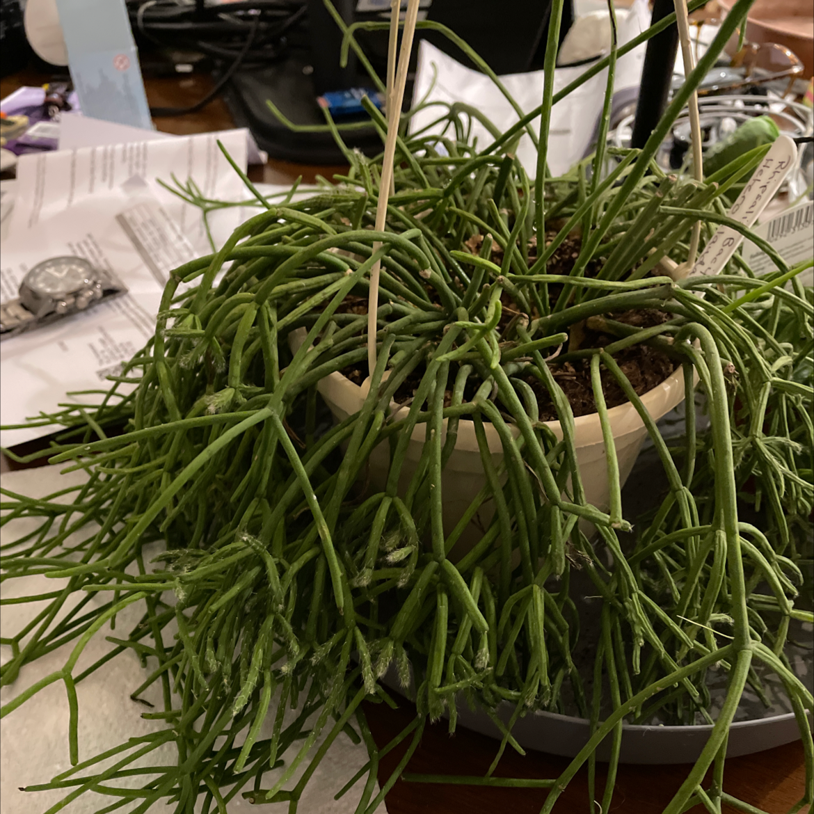 Mistletoe Cactus in a pot with green stems, surrounded by various objects.
