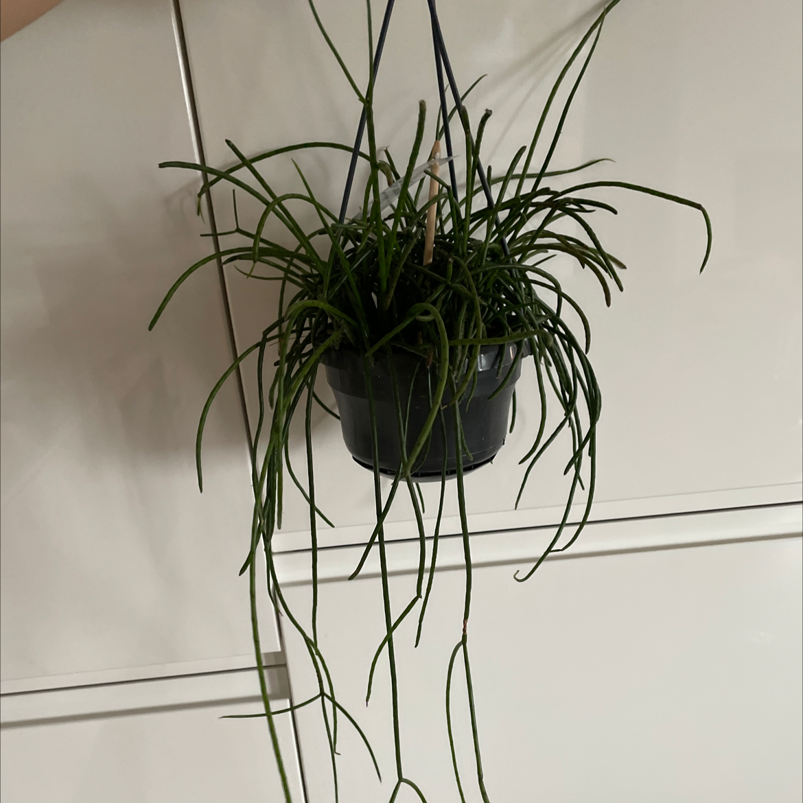 Hanging Mistletoe Cactus in a black pot with long, slender green stems.