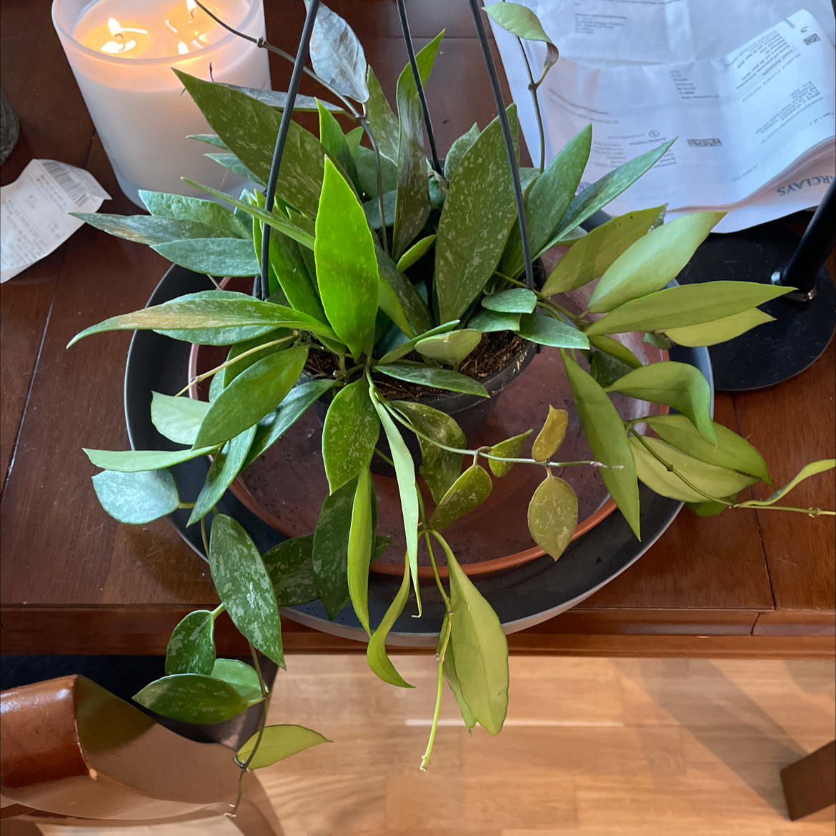 Hoya Pubicalyx plant in a pot with some yellowing leaves and visible soil.