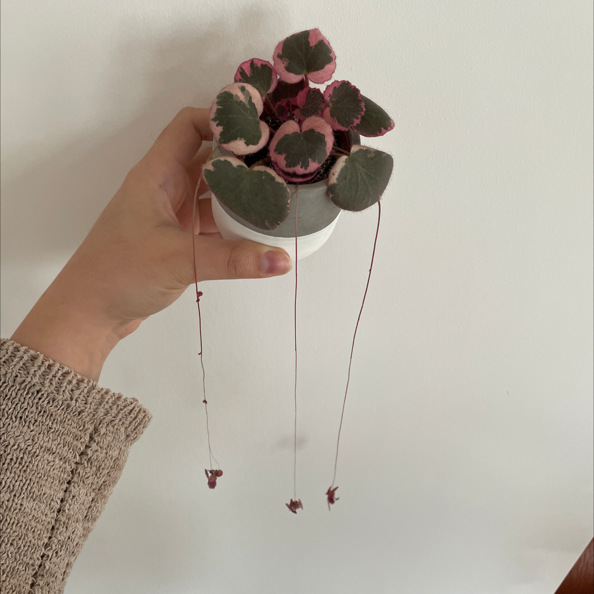 Photo of the plant species Strawberry Begonia by @cerens named Strawberry on Greg, the plant care app