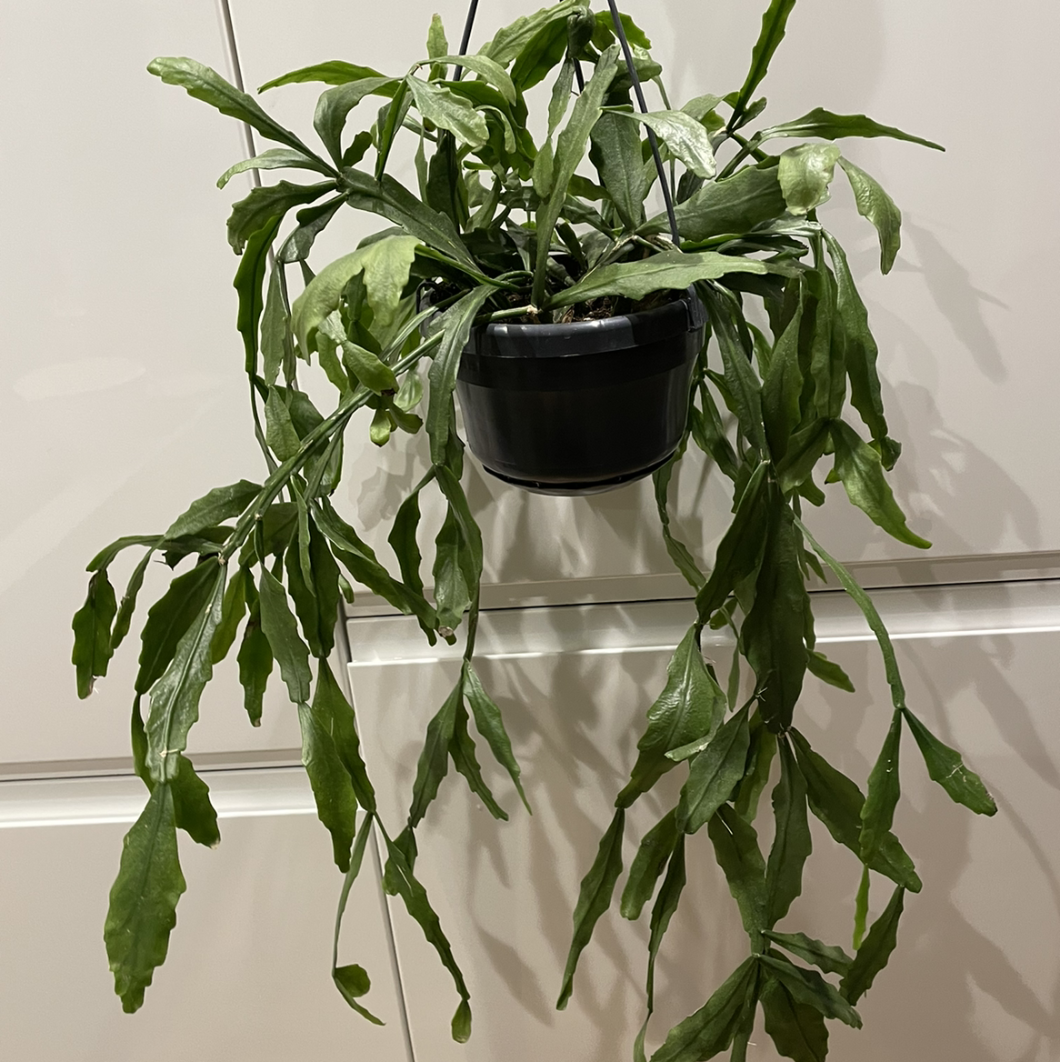 Photo of the plant species Mistletoe Cactus by @cerens named Crispata? on Greg, the plant care app