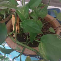 Golden Pothos plant