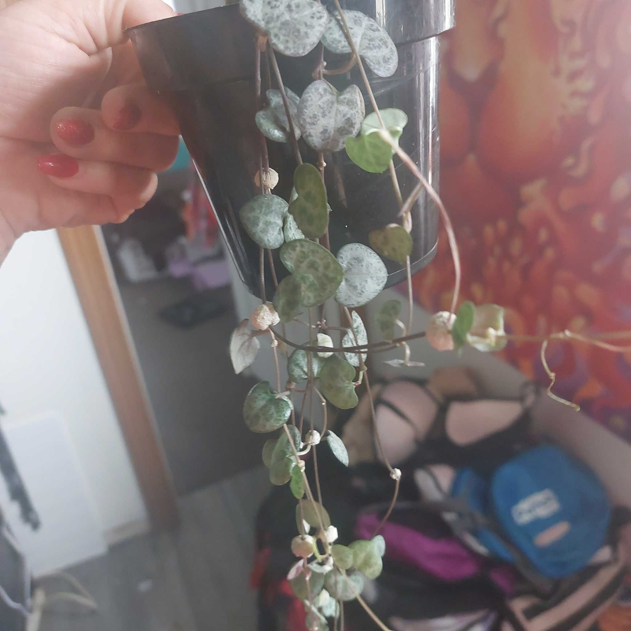 Photo of the plant species String of Hearts by @PotentRedvein named Elina on Greg, the plant care app