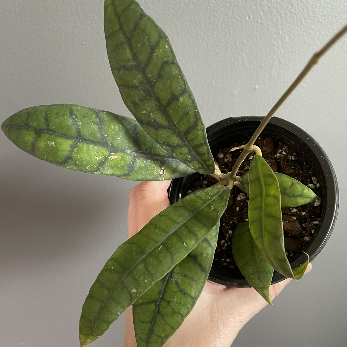 Stiff Leafed Hoya plant with distinct vein pattern leaves held by a hand.