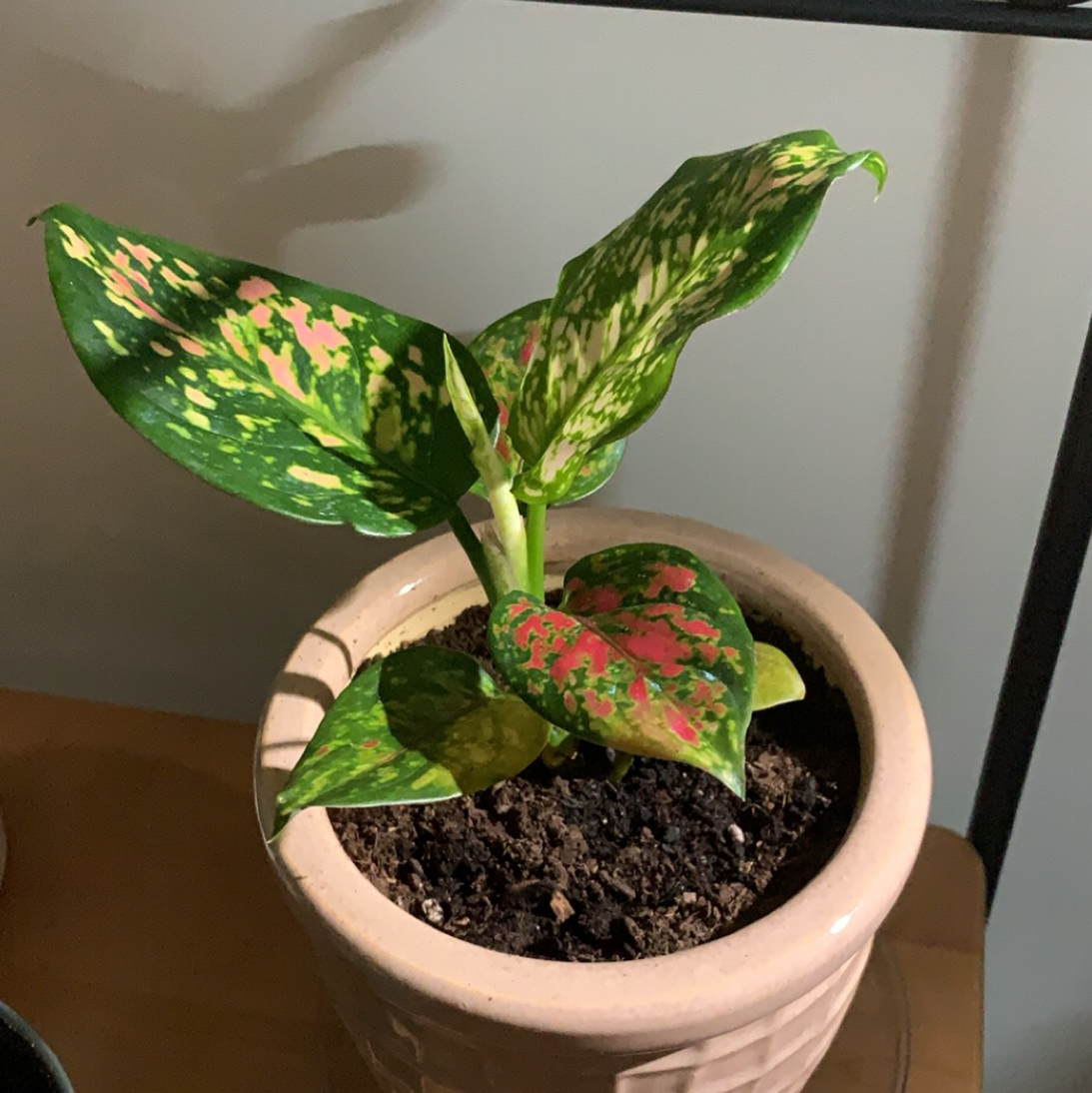 Aglaonema 'Pink Splash' plant in a pot with vibrant green, pink, and yellow variegated leaves.