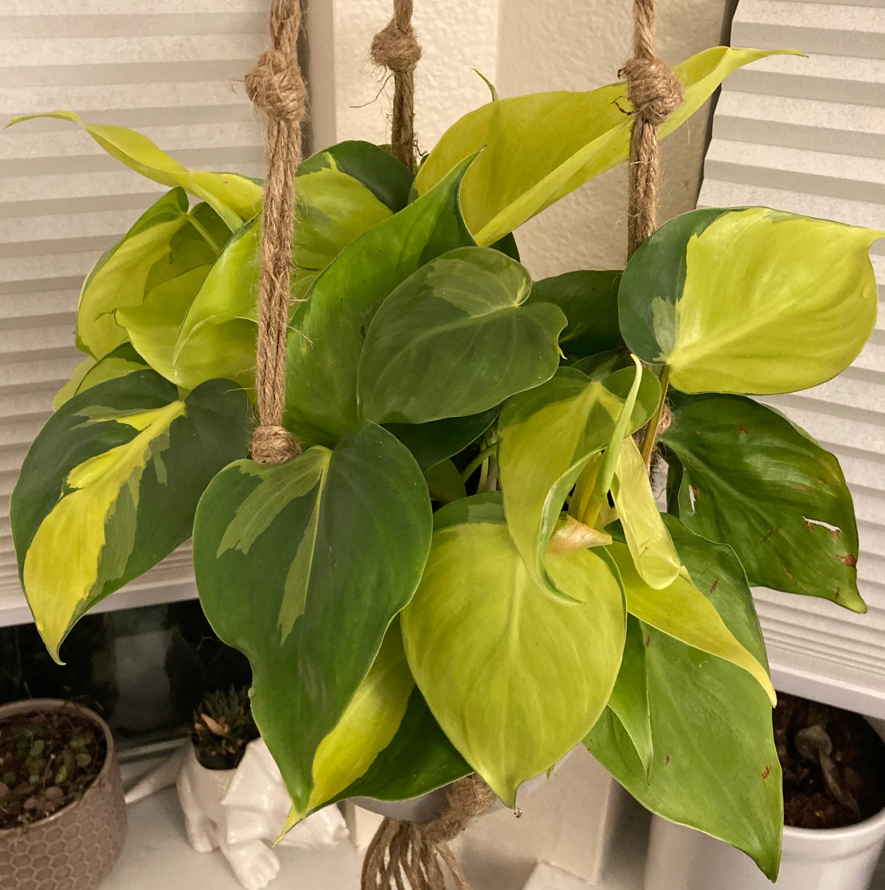 Brazil Philodendron plant in a hanging pot with green and yellow variegated leaves.