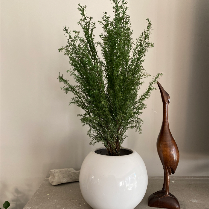 Cupressus macrocarpa plant in a white pot with a wooden bird sculpture beside it.