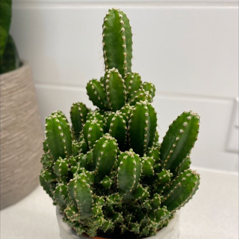 Photo of the plant species Fairy Castle Cactus by @kmc020306 named Fairy Castle on Greg, the plant care app