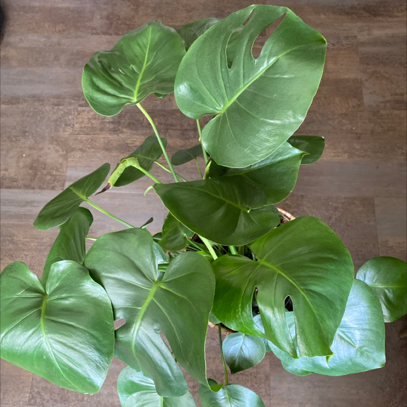 Monstera plant photo by @kmc020306 named Monster on Greg, the plant care app.