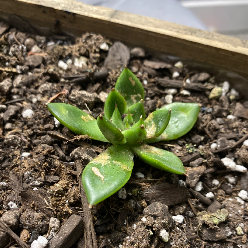 Photo of the plant species Glassrim Haworthia by @BackupBaywillow named Your plant on Greg, the plant care app