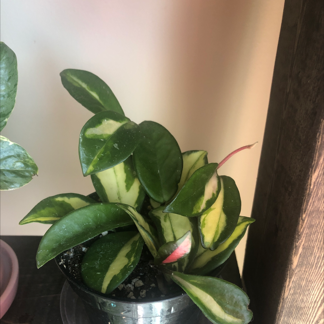 Hoya Carnosa Tricolor plant with variegated leaves in a pot.