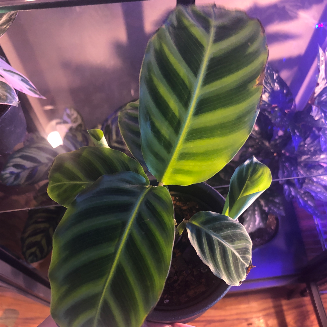 Zebra Calathea plant with vibrant striped leaves in a pot, held by a hand.