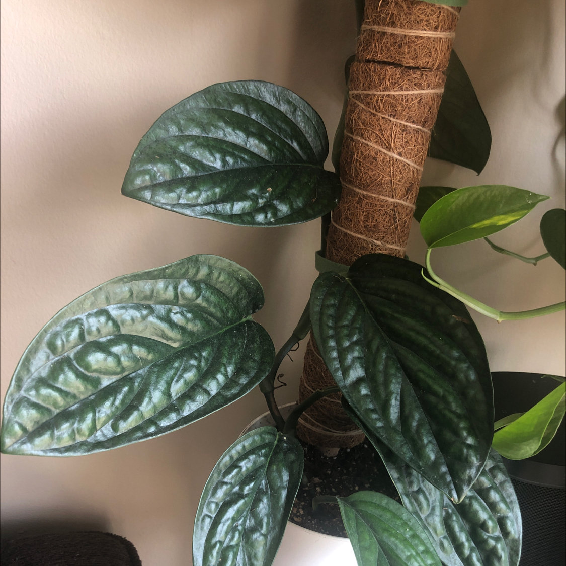 Monstera pinnatipartita plant with healthy, dark green leaves supported by a moss pole.
