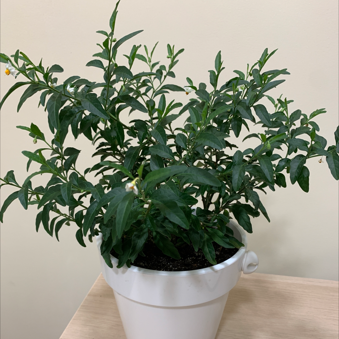 Potted Jerusalem Cherry plant with dark green leaves, appears healthy.