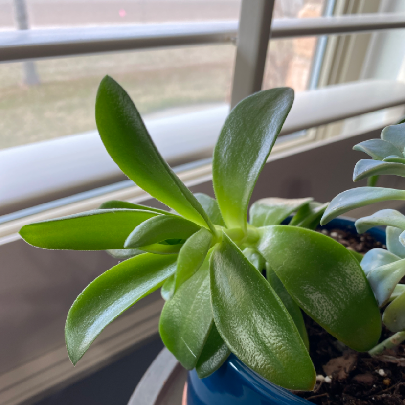 Healthy Tree Stonecrop succulent in a blue pot near a window with vibrant green leaves.