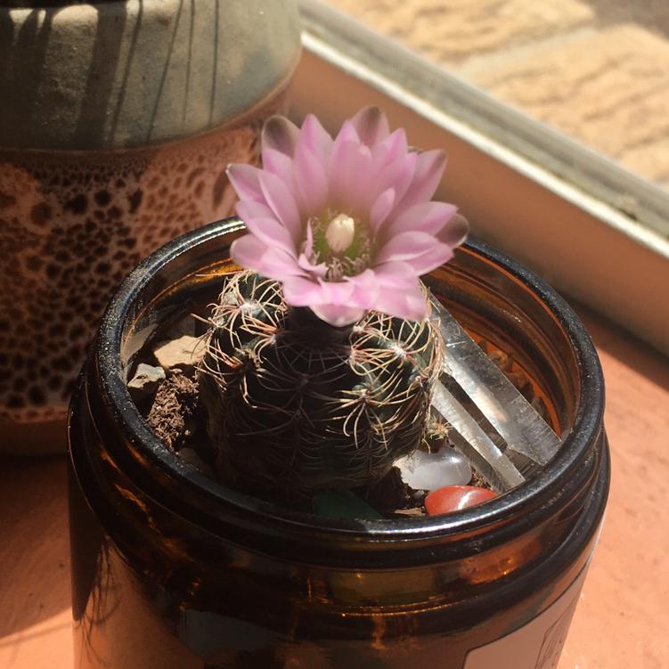 Photo of the plant species Bruch's Chin Cactus by @Lunarlea named 4. Pinkchin on Greg, the plant care app