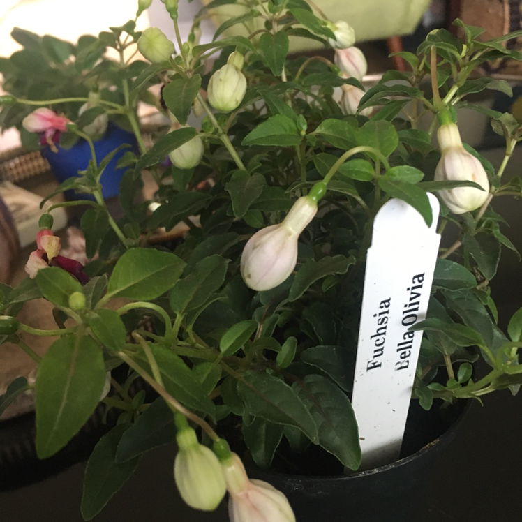 Hummingbird Fuchsia plant photo by @Lunarlea named Strange Bellatrix on Greg, the plant care app.