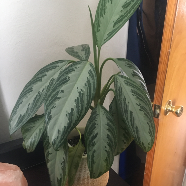 Chinese Evergreen plant photo by @Lunarlea named 2. Lilla on Greg, the plant care app.