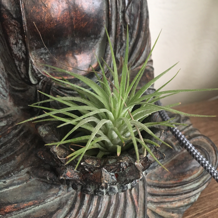 Blushing Bride Air Plant plant photo by @Lunarlea named 3. Buddha on Greg, the plant care app.
