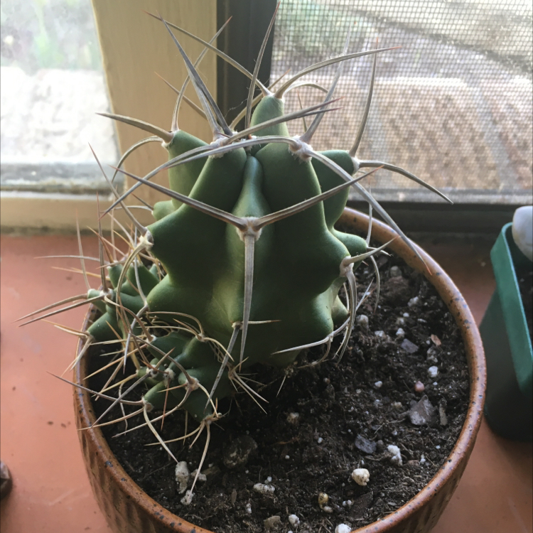 Photo of the plant species Kingcup Cactus by @Lunarlea named 2. Albert King on Greg, the plant care app