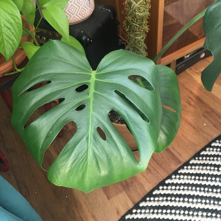 Monstera plant photo by @Lunarlea named 2. Monte on Greg, the plant care app.