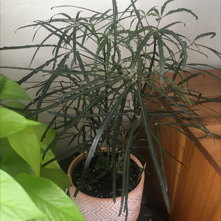 Schefflera Elegantissima plant photo by @Lunarlea named Lowe on Greg, the plant care app.