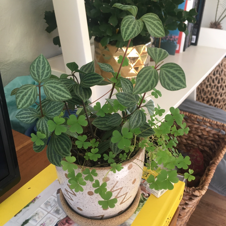 Parallel peperomia plant in a pot with clover-like plants, indoors.