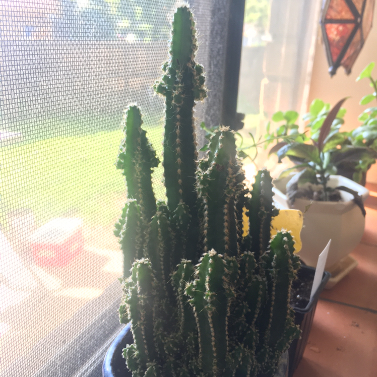 Fairy Castle Cactus plant photo by @Lunarlea named 3. Dracarys on Greg, the plant care app.