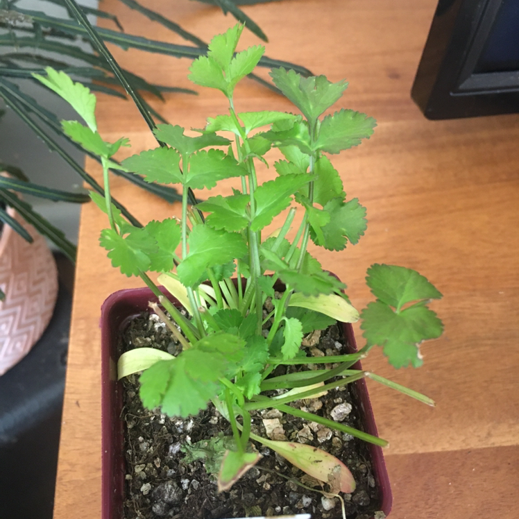 Coriander plant photo by @Lunarlea named Cilantro on Greg, the plant care app.