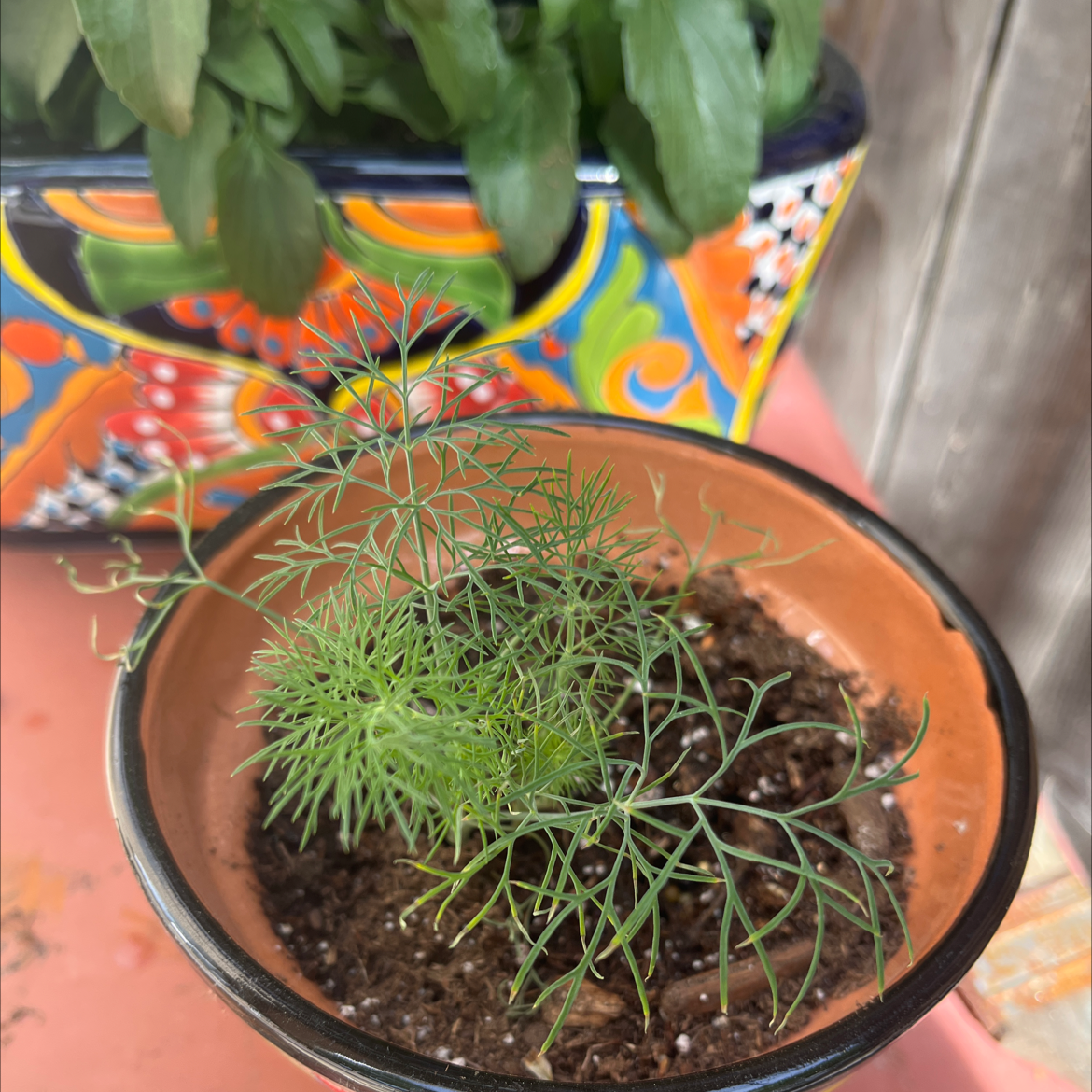 Healthy Dill plant in a terracotta pot with green, feathery leaves. Background includes another plant in a colorful pot.
