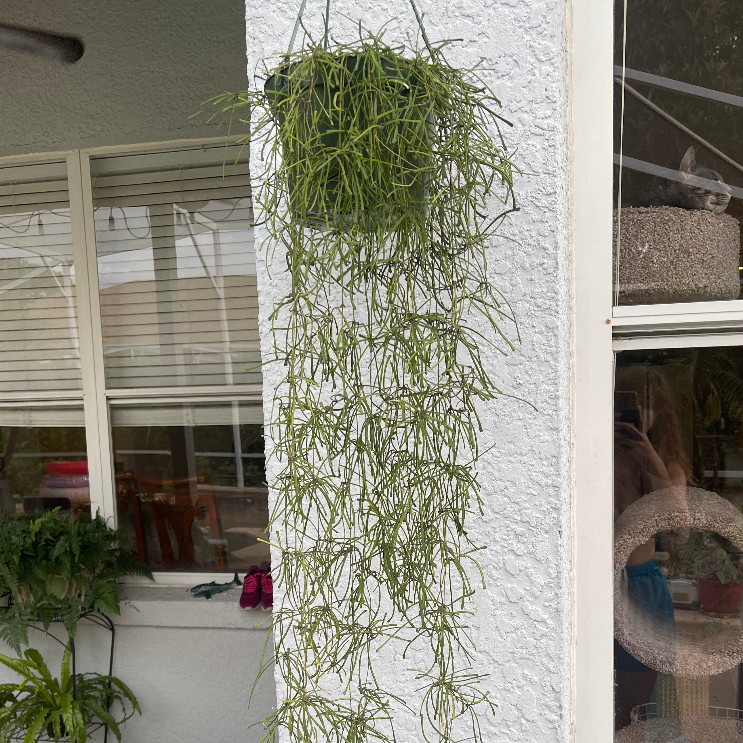 Hanging Grass-leaved Hoya plant with long, thin green leaves cascading down from a pot.