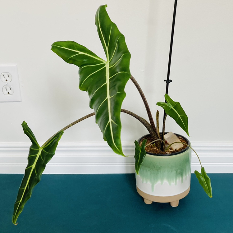 Alocasia 'Sarian' plant in a pot with large green leaves and prominent white veins.