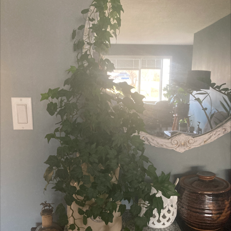 English Ivy plant photo by @Coolcatsnplants named Ivy Queen on Greg, the plant care app.