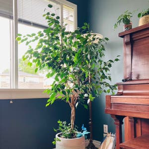 Weeping Fig plant photo by @Coolcatsnplants named Fig T on Greg, the plant care app.