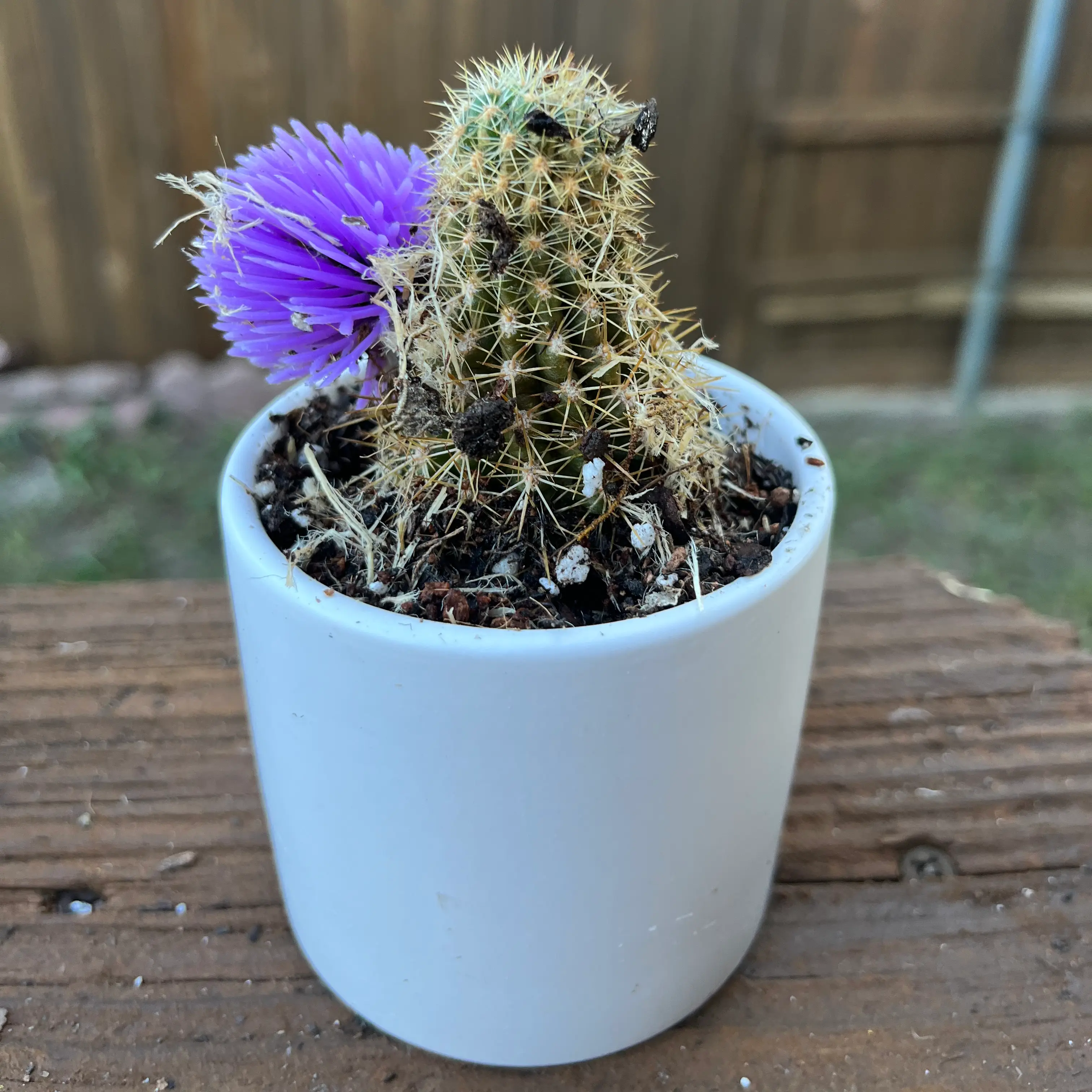 Photo of the plant species Chamaelobivia by @PetSyngonium named Jerry on Greg, the plant care app