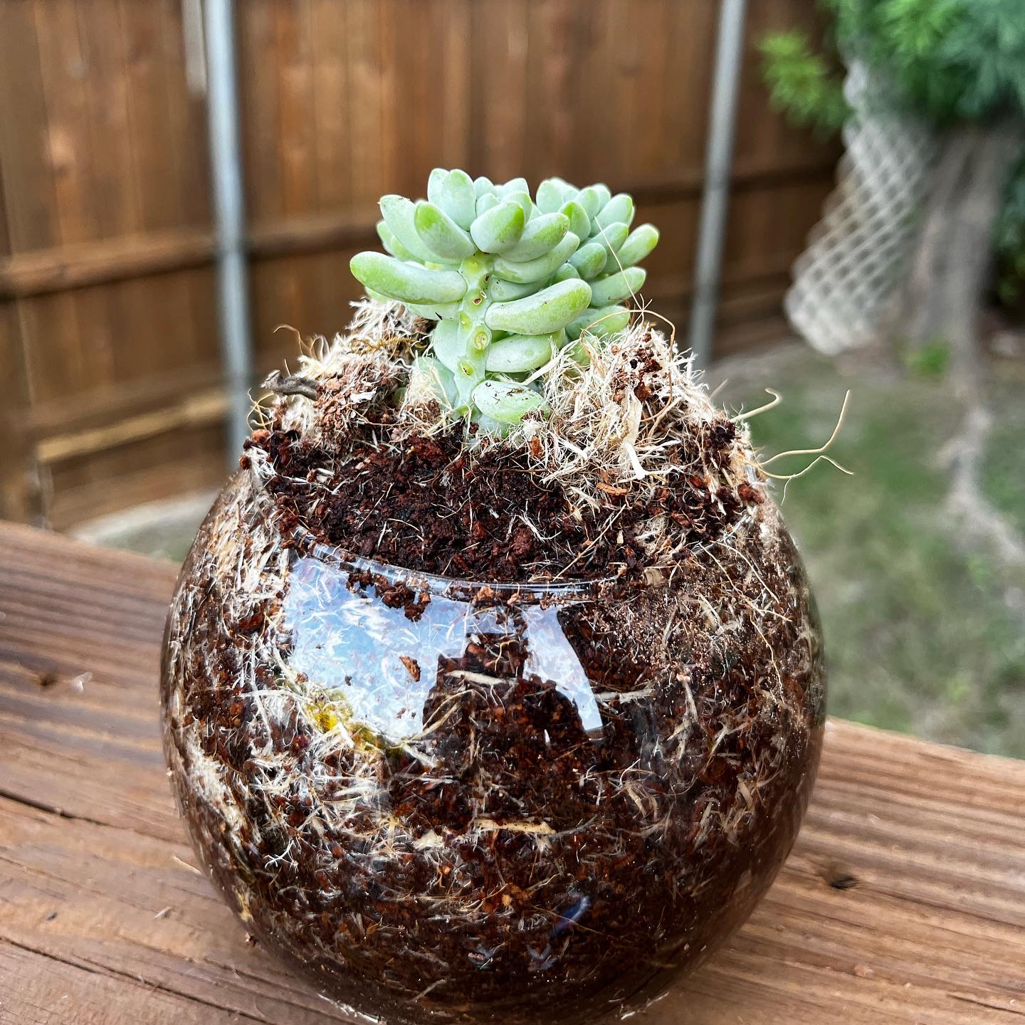 Graptosedum 'Blue Giant' succulent in a glass container with visible soil.