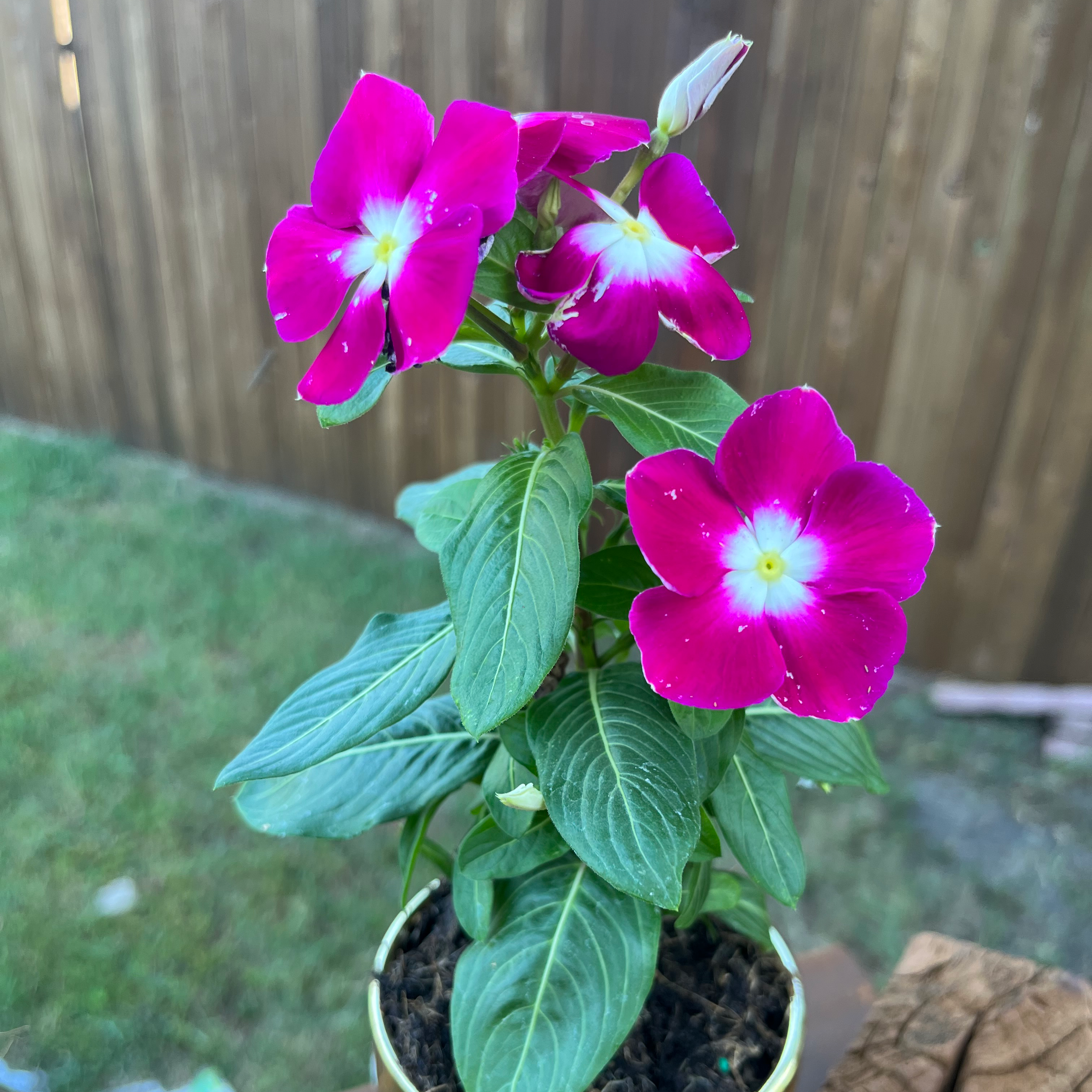 Photo of the plant species Bright Eyes by @PetSyngonium named Siomara on Greg, the plant care app