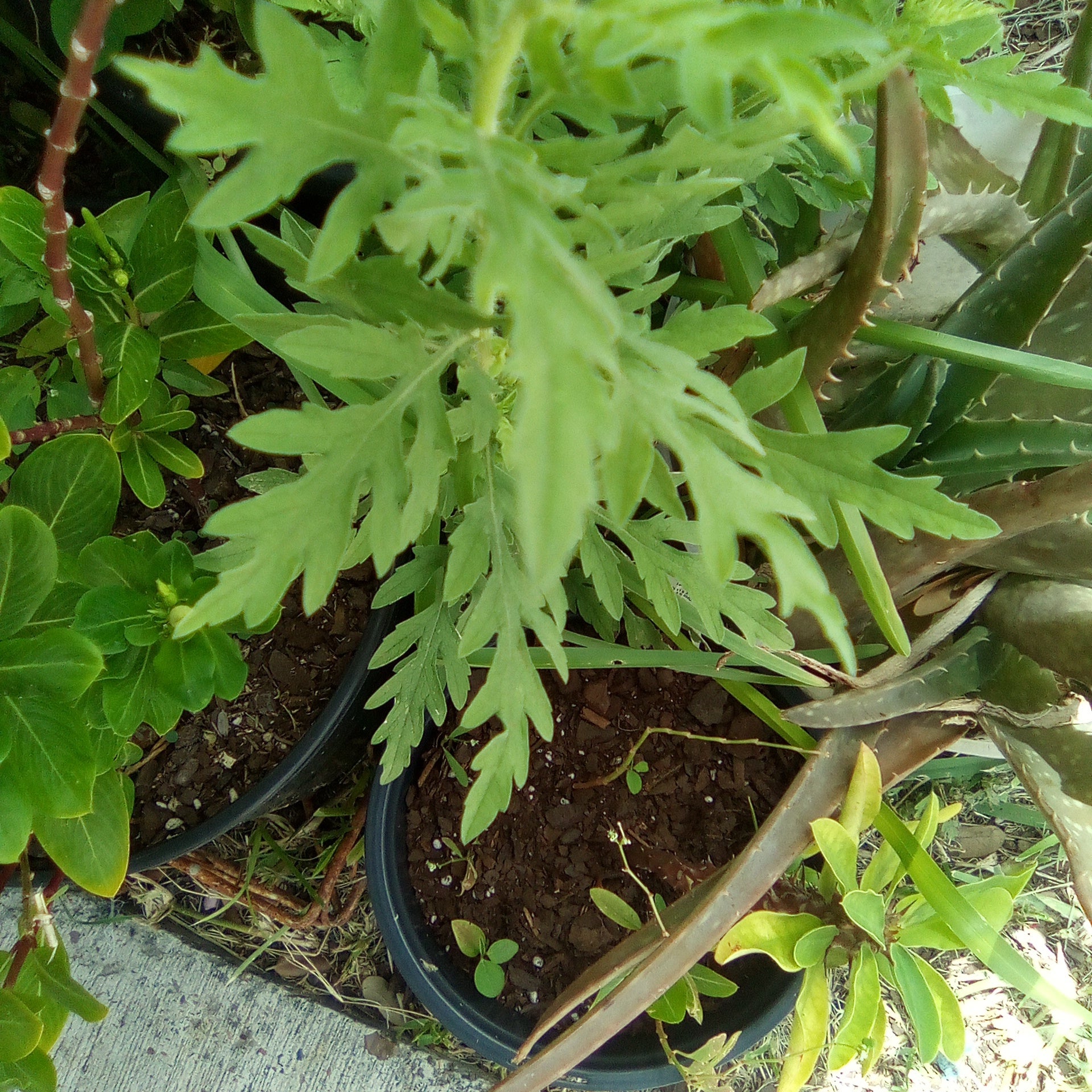 Why Are There Brown Spots on My Annual Ragweed?