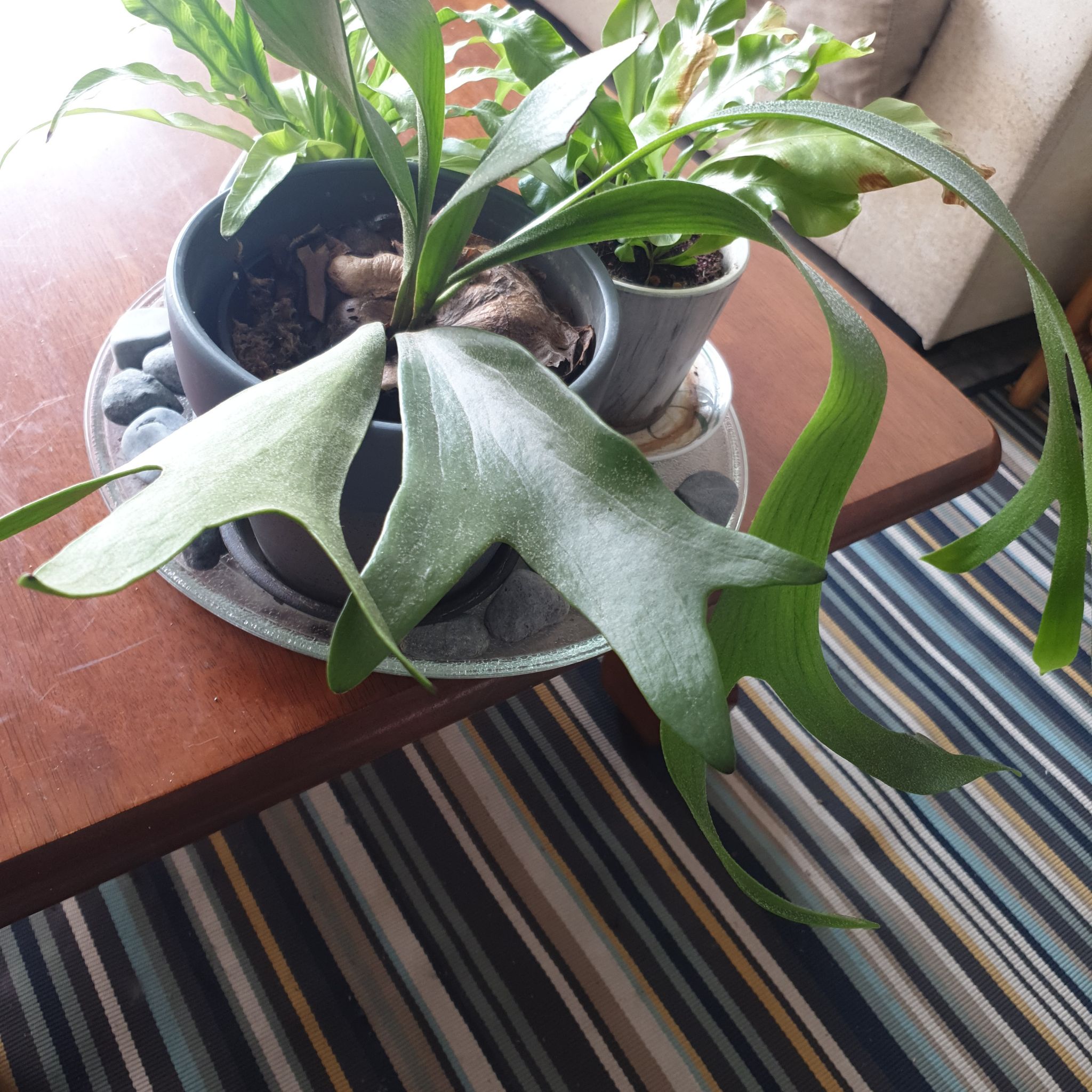 Photo of the plant species Giant Staghorn Fern by @TactfulAlmond named Nemo on Greg, the plant care app