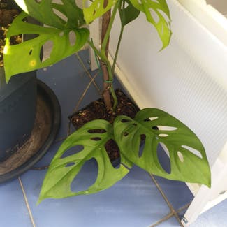 Monstera adansonii 'Laniata' plant in Kuala Lumpur, Wilayah Persekutuan Kuala Lumpur