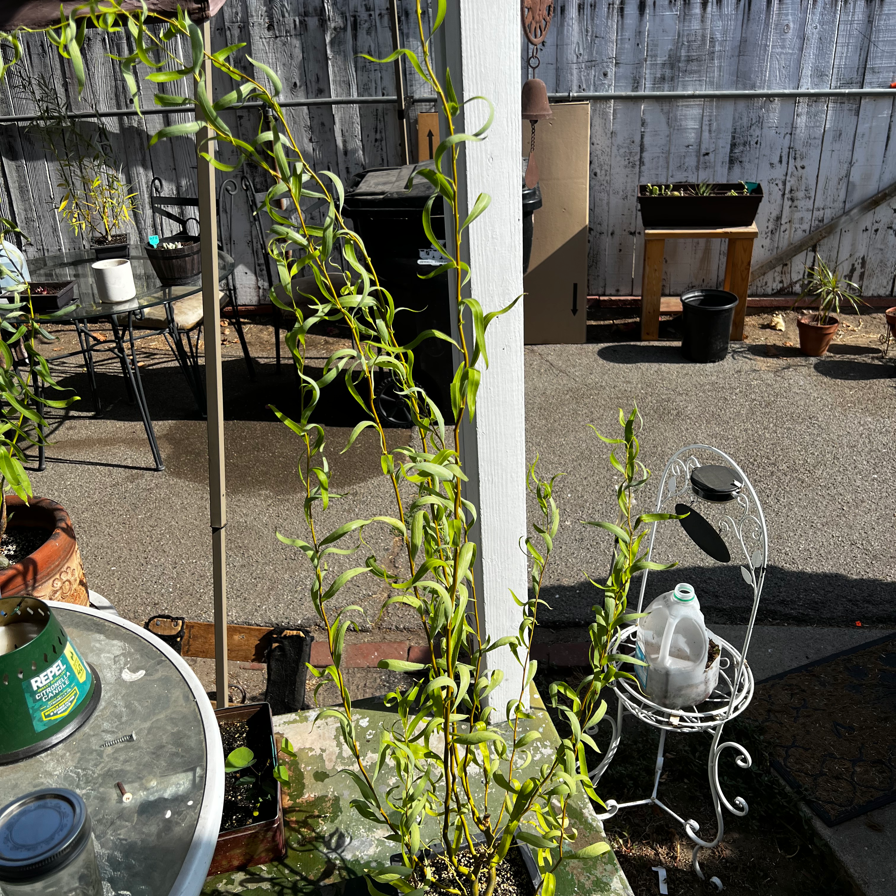 Corkscrew Willow plant with twisted branches in an outdoor container.