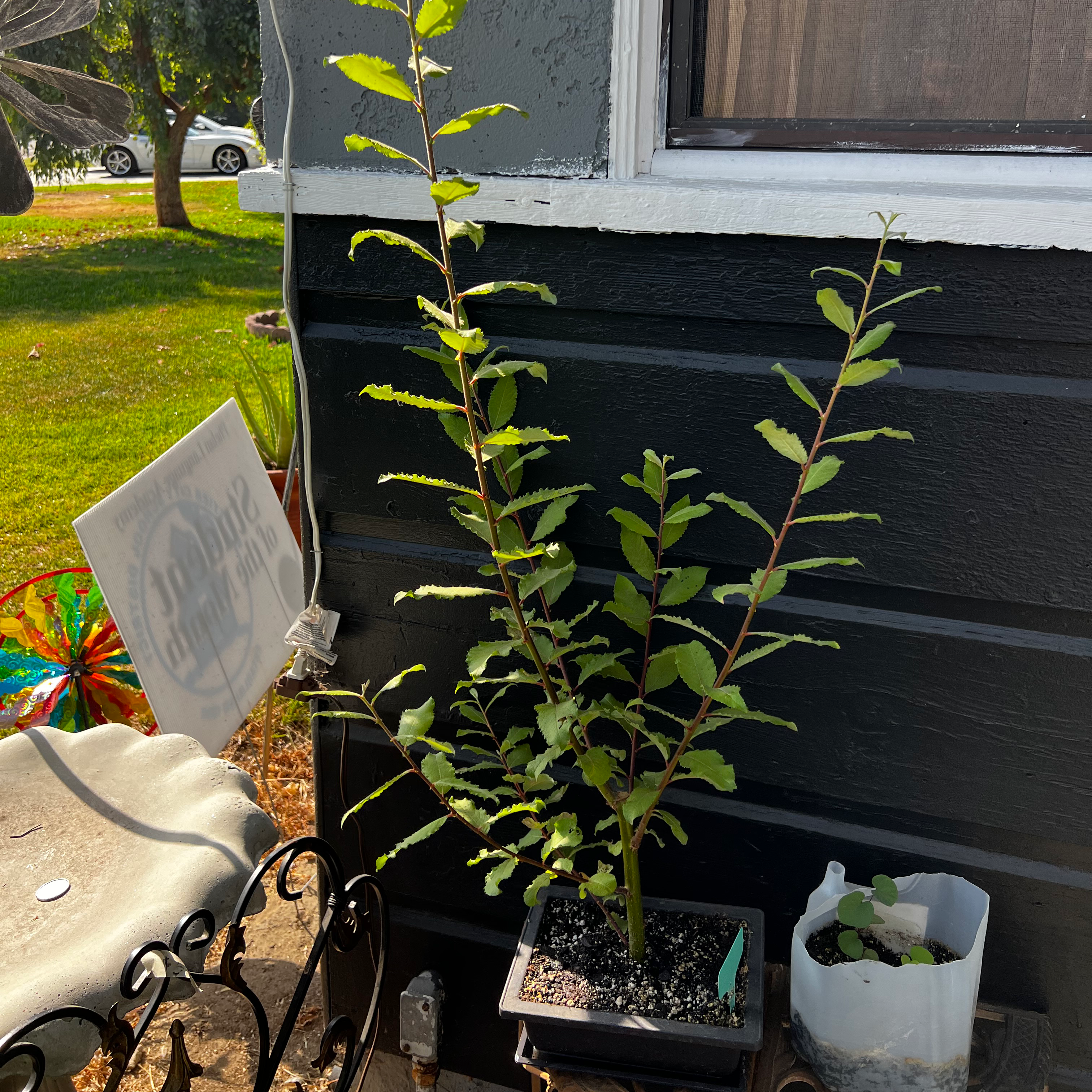 Potted Siberian Elm plant with green leaves, visible soil, and no signs of disease.