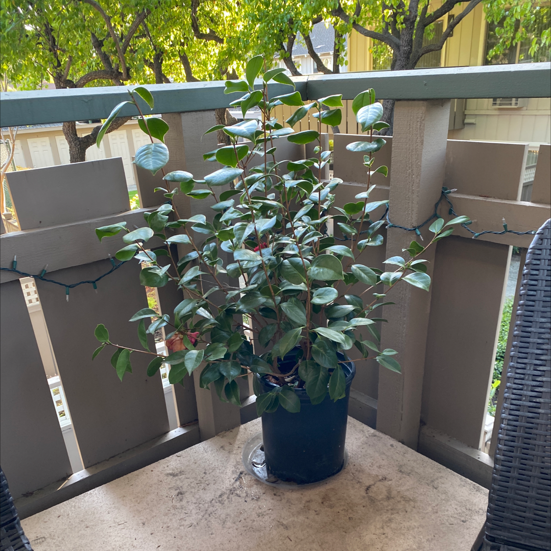 Potted Camellia plant on a balcony with green leaves and no visible flowers.