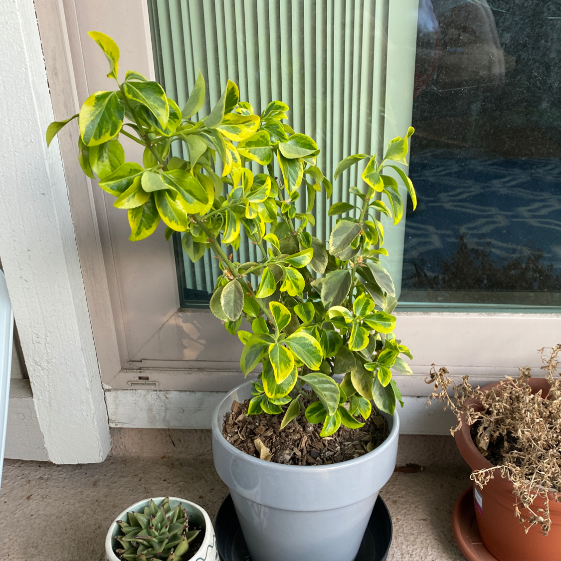 Photo of the plant species Japanese Spindle 'Gold Queen' by @john named Elle on Greg, the plant care app