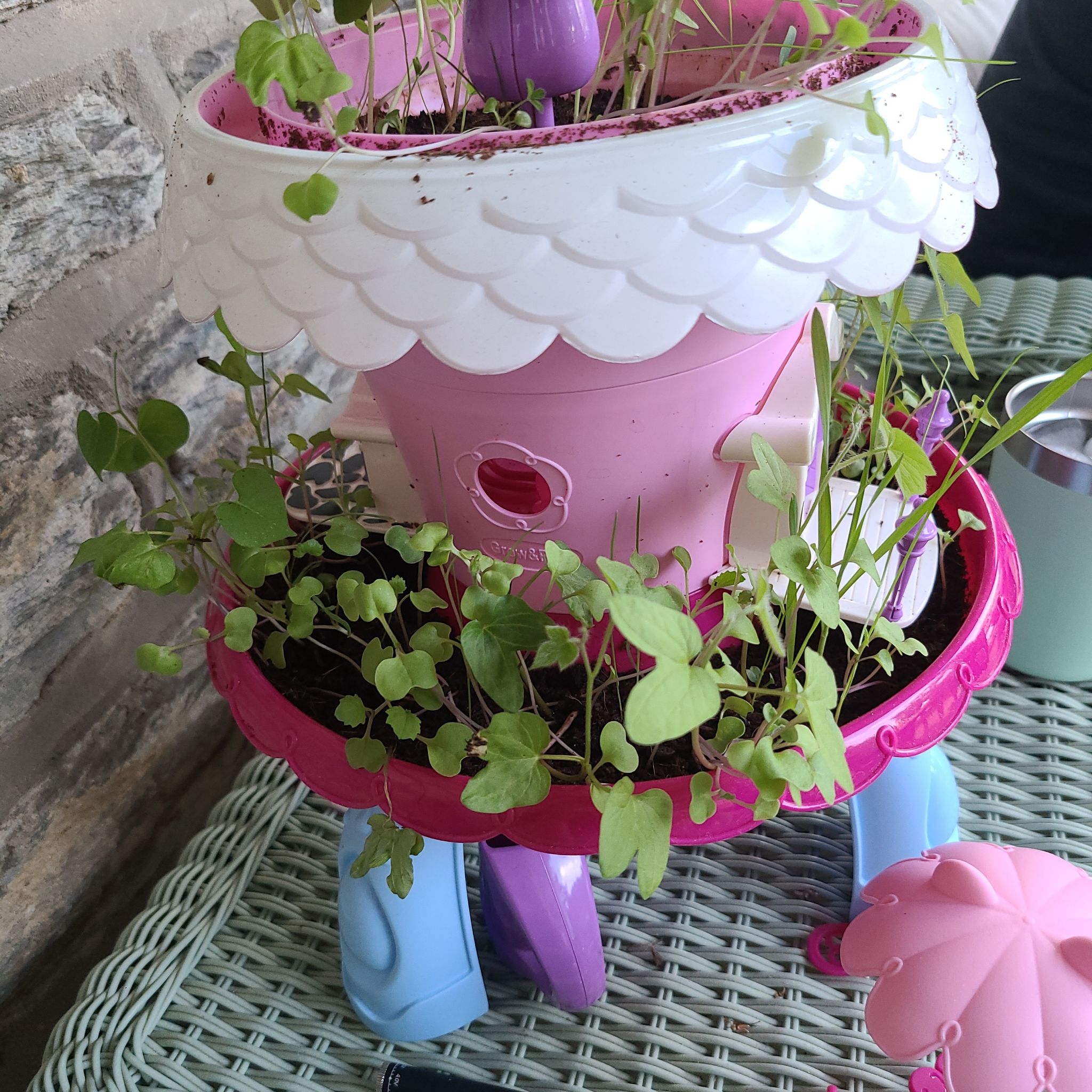 Kenilworth Ivy plant in a decorative, multi-tiered pot with visible soil and healthy green leaves.