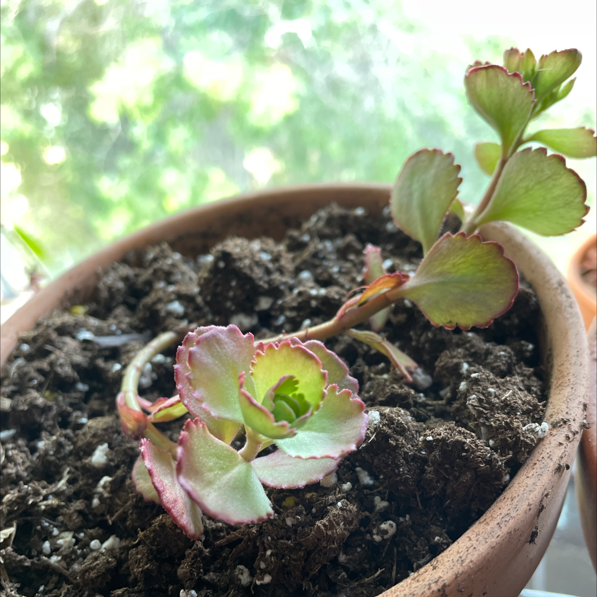 Photo of the plant species Two-Row Stonecrop by @RiotingRobot named Dragon1 on Greg, the plant care app