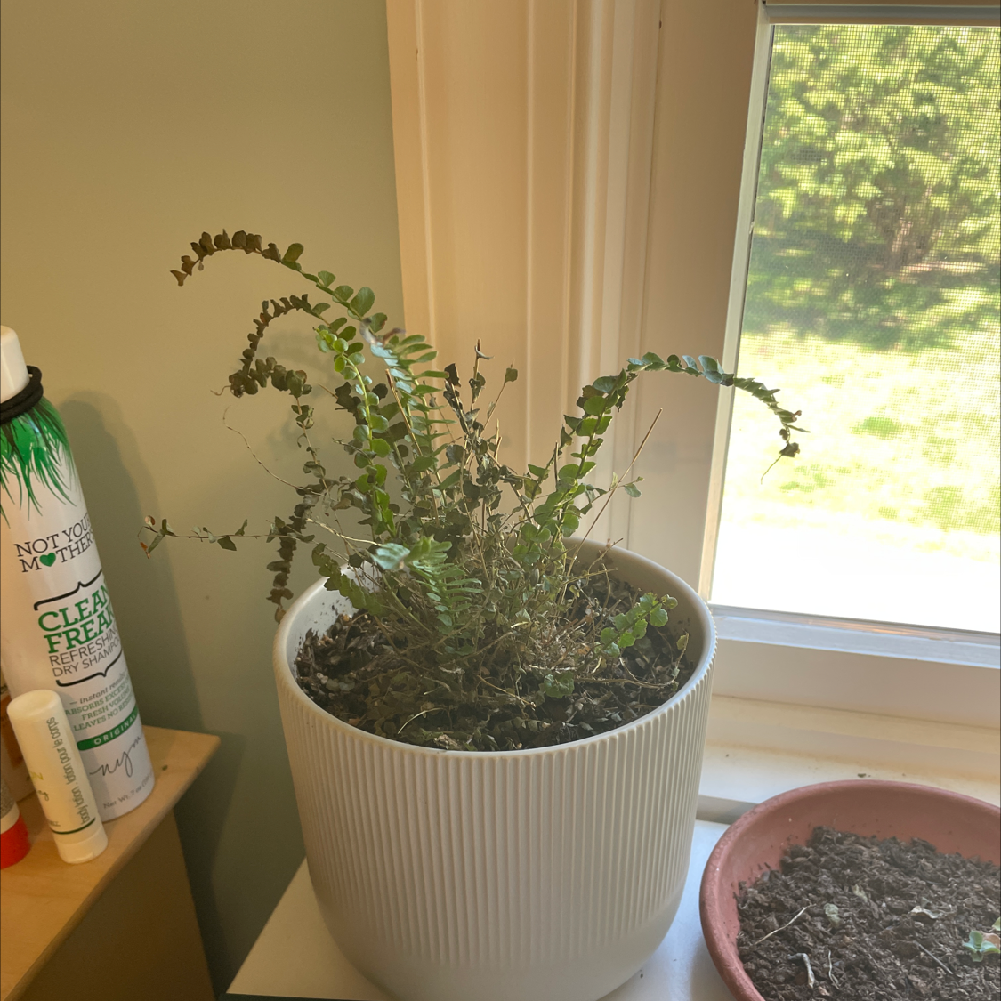 Healthy, mature Erect Sword Fern in a white pot near a sunny window, with upright green fronds and no signs of discoloration or damage.